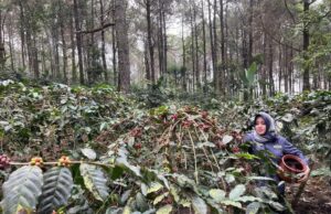 Bupati Mojokerto Ikfina Fahmawati saat memanen kopi yang ditanam di lereng Gunung Welirang, Desa Ketapanrame, Sumber : rizal/jprm