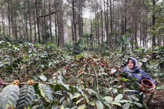 Bupati Mojokerto Ikfina Fahmawati saat memanen kopi yang ditanam di lereng Gunung Welirang, Desa Ketapanrame, Sumber : rizal/jprm