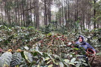 Bupati Mojokerto Ikfina Fahmawati saat memanen kopi yang ditanam di lereng Gunung Welirang, Desa Ketapanrame, Sumber : rizal/jprm