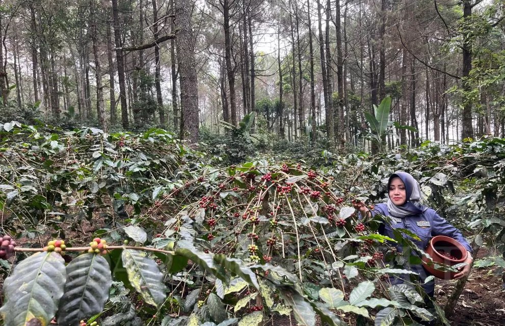 Bupati Mojokerto Ikfina Fahmawati saat memanen kopi yang ditanam di lereng Gunung Welirang, Desa Ketapanrame, Sumber : rizal/jprm