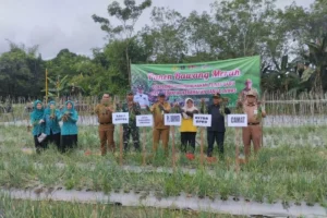 Penjabat Bupati Tabalong Hamida Munawarah saat panen bawang merah di lokasi penangkaran Tunas Baru Desa Sei Anyar, Kecamatan Banua Lawas.