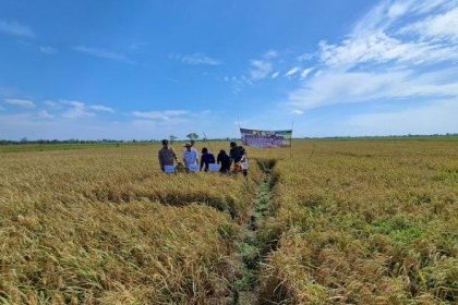 Lahan pertanian di Desa Jejangkit Pasar, Kecamatan Jejangkit.