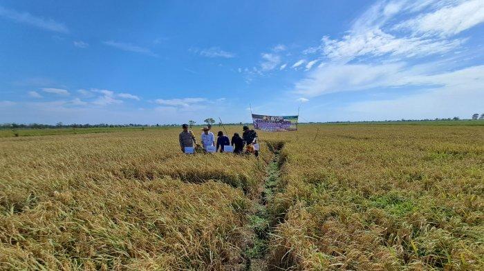 Lahan pertanian di Desa Jejangkit Pasar, Kecamatan Jejangkit.