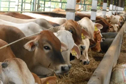 Ilustrasi Ternak Sapi Sumber Foto: Dok.maksindo.com