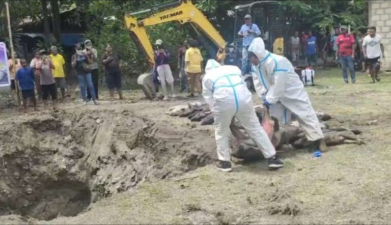 Proses Pengkuburan Babi yang Terpapar Virus ASF di Distrik Sentani Timur, Sumber: Dok. RRI