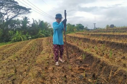 Petani di Selemadeg Timur mulai menanam jagung karena masuk kemarau. Sumber Foto: Radarbali.id
