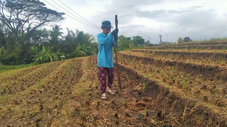 Petani di Selemadeg Timur mulai menanam jagung karena masuk kemarau. Sumber Foto: Radarbali.id