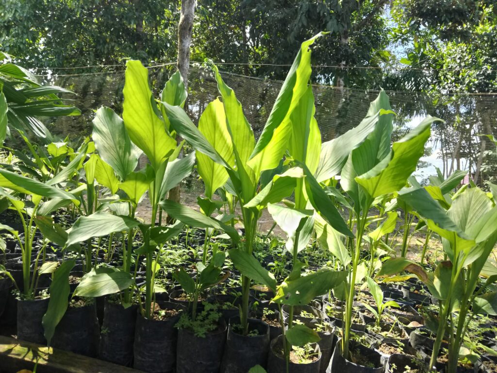 Budidaya Tanaman Kunyit Dongkrak Ekonomi Desa Ibru