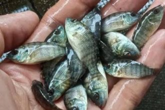 Bibit Ikan Nila. Sumber: Dok. Portojambe