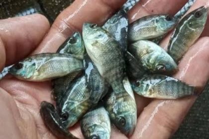 Bibit Ikan Nila. Sumber: Dok. Portojambe