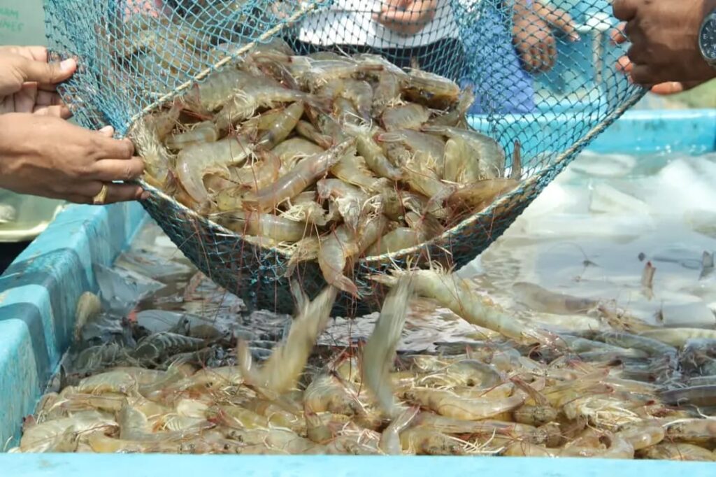 Budidaya Udang Vaname Sumber Foto: Dok.tambakmilenial.com