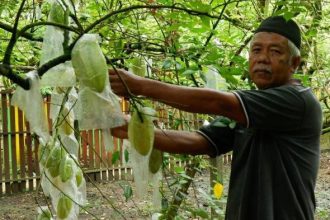 Desa Manunggal Jaya, Kecamatan Tenggarong Seberang, Kutai Kartanegara mengembangkan Kebun Belimbing milik masyarakat setempat.