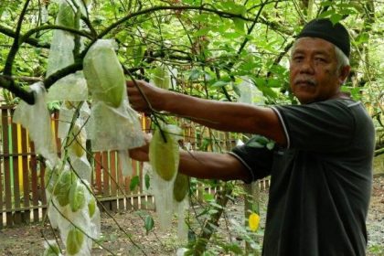 Desa Manunggal Jaya, Kecamatan Tenggarong Seberang, Kutai Kartanegara mengembangkan Kebun Belimbing milik masyarakat setempat.