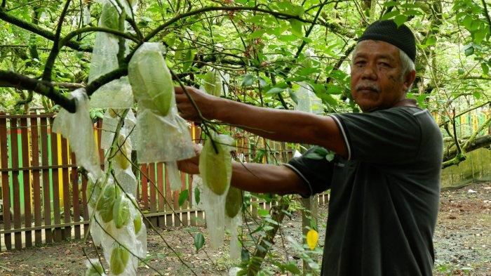 Desa Manunggal Jaya, Kecamatan Tenggarong Seberang, Kutai Kartanegara mengembangkan Kebun Belimbing milik masyarakat setempat.