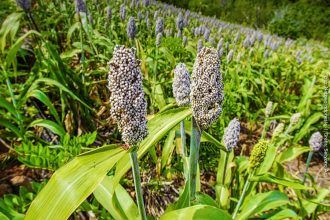 Tanaman Sorgum, Sumber Foto: Twitter Kementrian PUPR