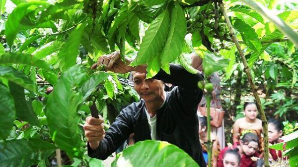 Tradisi Wiwit dan Animo Budaya Kopi di Desa Banyuanyar