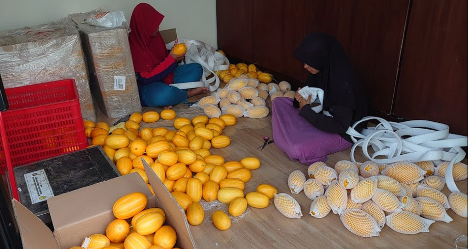 Desa Bansari dan Inovasi Pertaniannya: Smart Farming Melon Premium dan Penggunaan Teknologi IoT