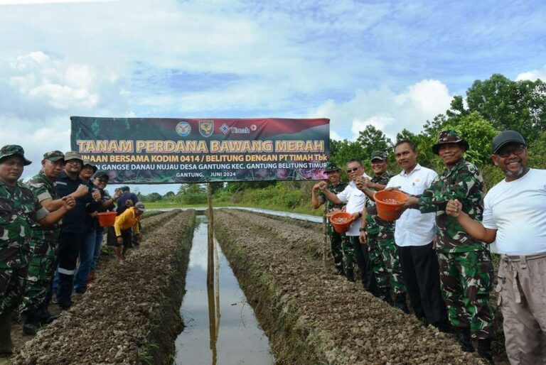 Kegiatan Penanaman Bawang Merah di Desa Gantung Sumber Foto: Dok. betarebelitong.com