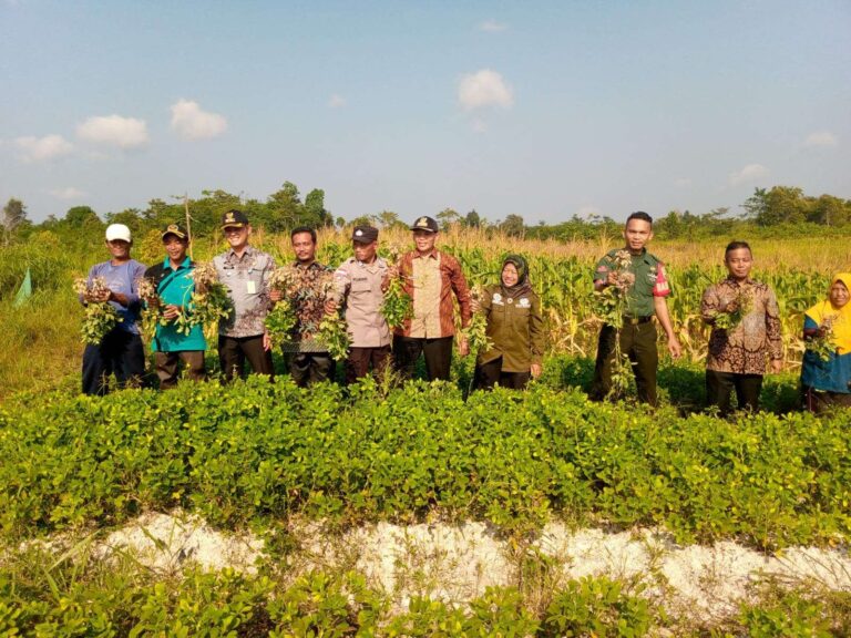 Kegiatan panen raya di Desa Air Lengit. Sumber: rri.co.id