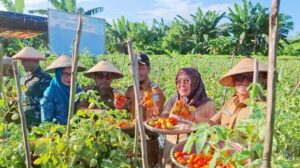 Pemerintah Kabupaten Pulau Morotai saat panen raya hortikultura di Desa Yayasan, Kecamatan Morotai Selatan. Sumber: Dok. Pemerintah Kabupaten Morotai