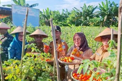 Pemerintah Kabupaten Pulau Morotai saat panen raya hortikultura di Desa Yayasan, Kecamatan Morotai Selatan. Sumber: Dok. Pemerintah Kabupaten Morotai
