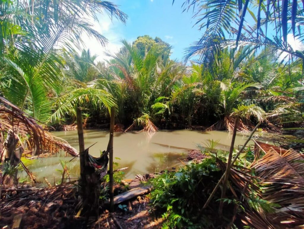 Destinasi Hutan Bakau dengan Ekosistem Burung Endemik Langka Desa Wisata Soinrat