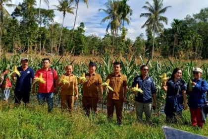 Panen Jagung Perdana di Desa Desa Tuhegeo I. Sumber Foto: Istimewa