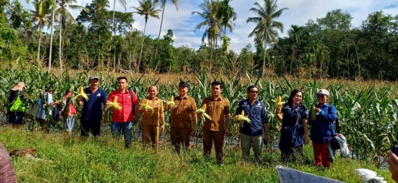 Panen Jagung Perdana di Desa Desa Tuhegeo I. Sumber Foto: Istimewa