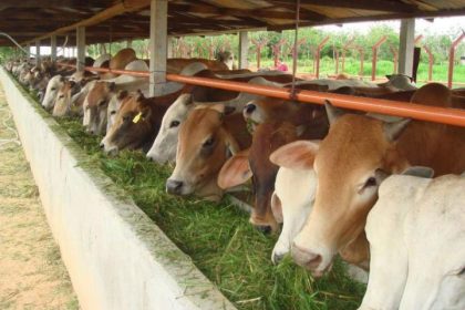 Ilustrasi Ternak Sapi. Sumber Foto: Dok.emindonesia.com