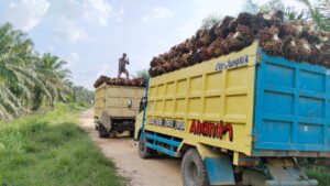 Kelapa sawit diangkut menggunakan layanan unit usaha transportasi BUMDes Amanah. Sumber foto: Istimewa.