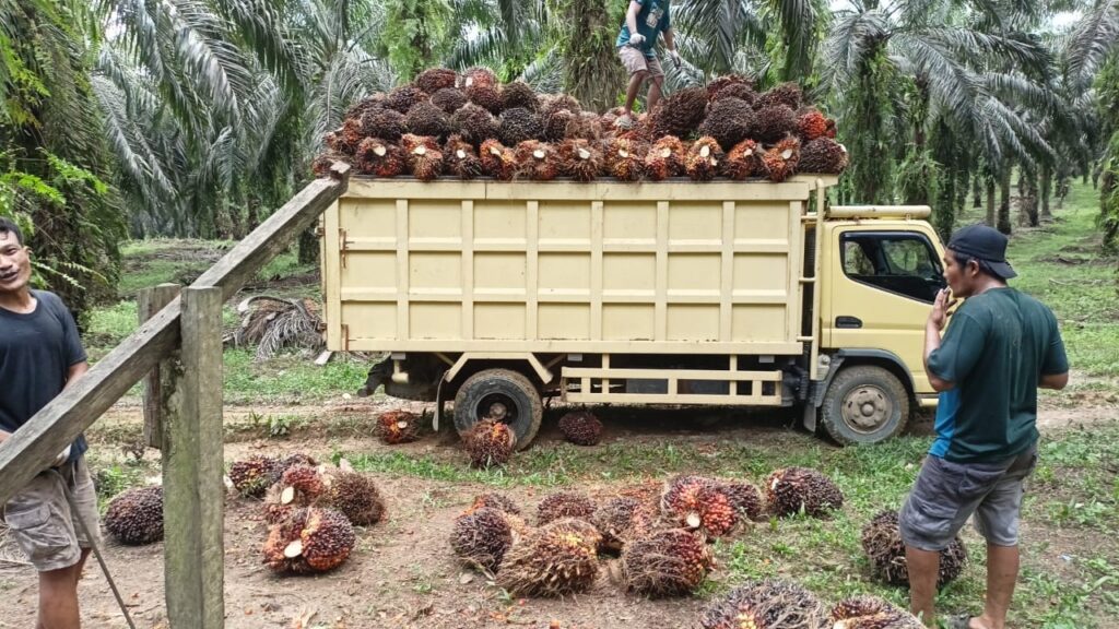 Warga Desa Bukit Gajah sedang memanen hasil kelapa sawit untuk diangkut ke pabrik pengolahan. Sumber foto: Istimewa.