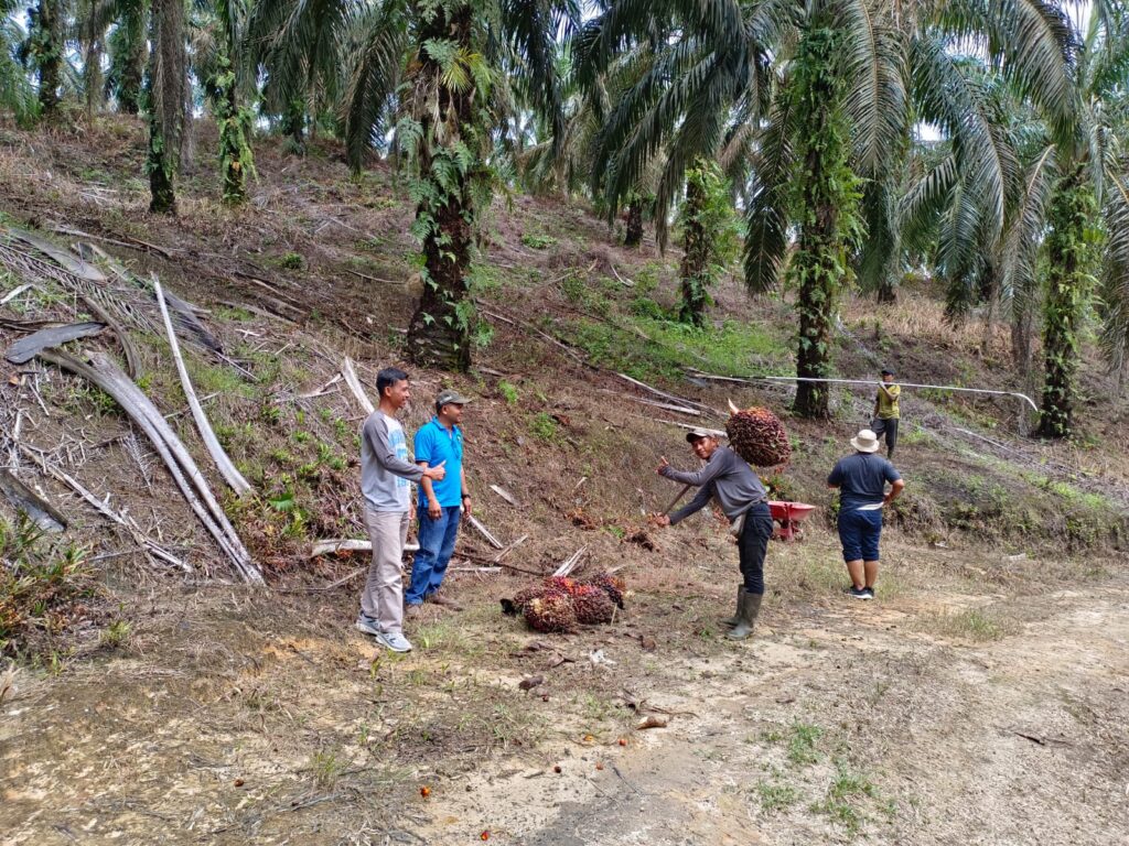 Menggerakkan Perekonomian Desa: Transformasi Bisnis Kelapa Sawit Desa Bukit Gajah