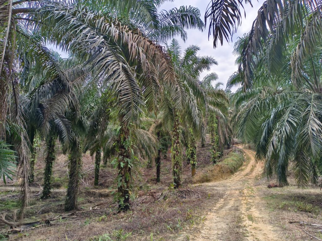 Menggerakkan Perekonomian Desa: Transformasi Bisnis Kelapa Sawit Desa Bukit Gajah