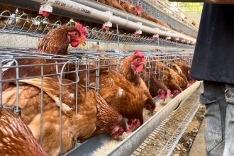 Ayam petelur di peternakan Yayasan Bening Saguling, Desa Cihampelas, Bandung Barat. Sumber foto: Dzikri Fauzan