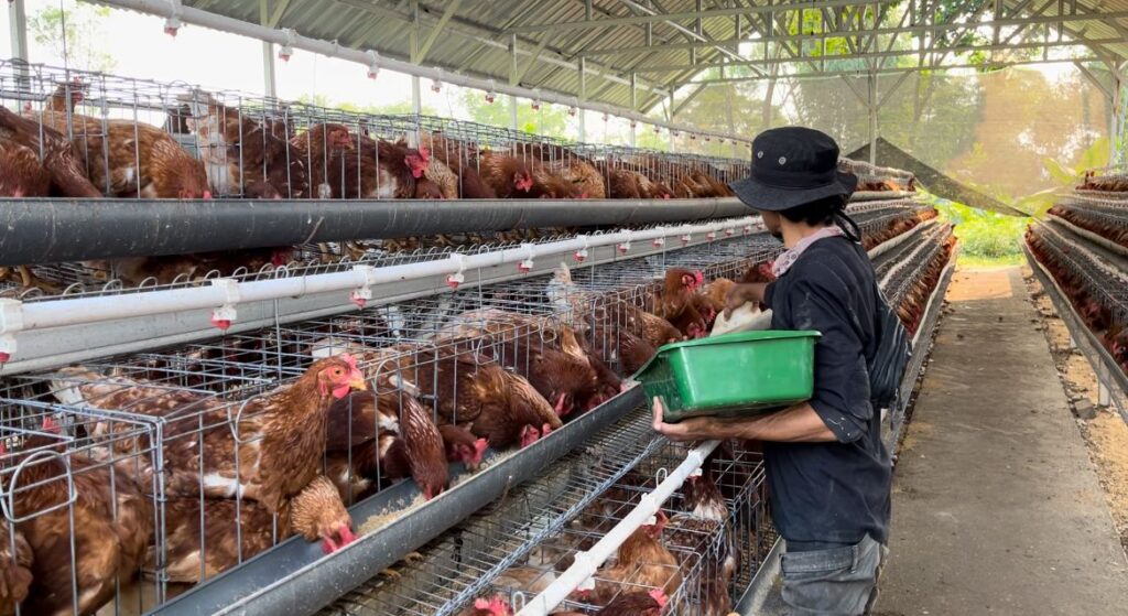 Magot sebagai Solusi Biaya dan Biomassa: Inovasi Pakan Ayam Desa Cihampelas