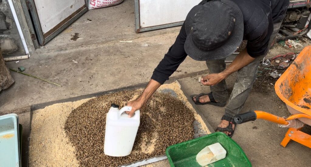 Magot sebagai Solusi Biaya dan Biomassa: Inovasi Pakan Ayam Desa Cihampelas