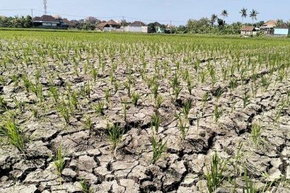 Salah satu lahan pertanian sawah tanaman padi yang kondisinya mulai mongering. Sumber foto : Tribun Bali