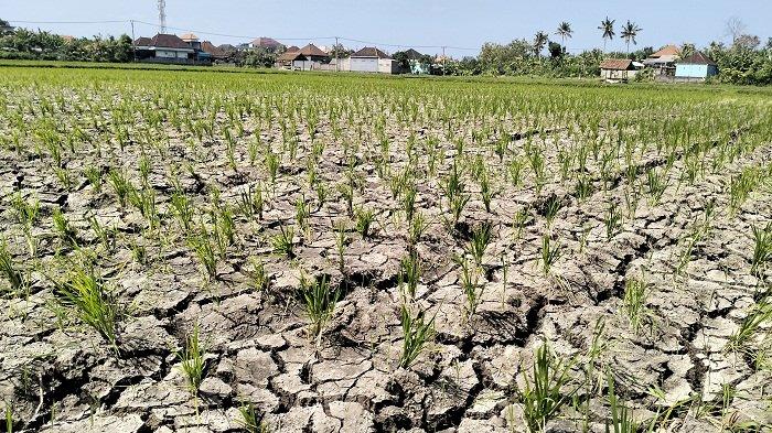 Salah satu lahan pertanian sawah tanaman padi yang kondisinya mulai mongering. Sumber foto : Tribun Bali