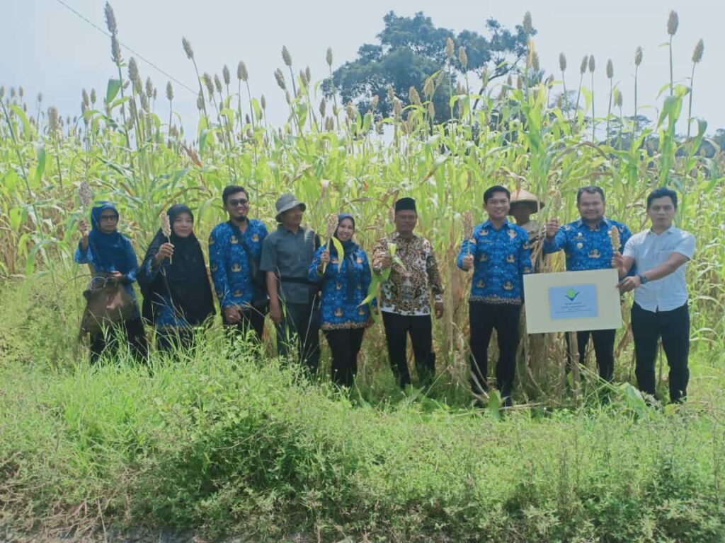 Momon dan Sorgum Bioguma: Harapan Baru di Lahan Tandus Desa Beber