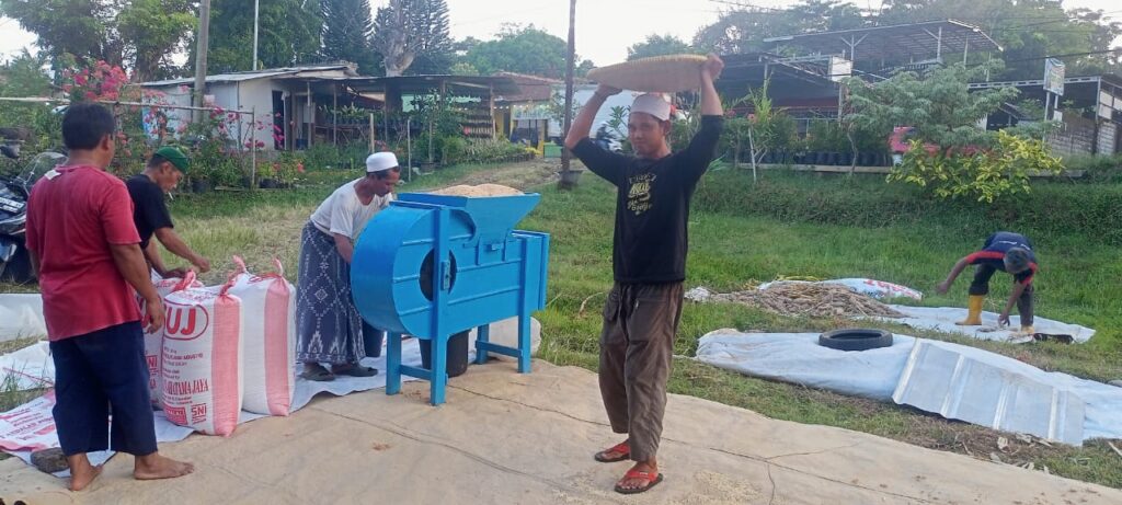 Proses penjemuran sorgum bioguma oleh kelompok tani Siliwangi. Dokumentasi: Momon.