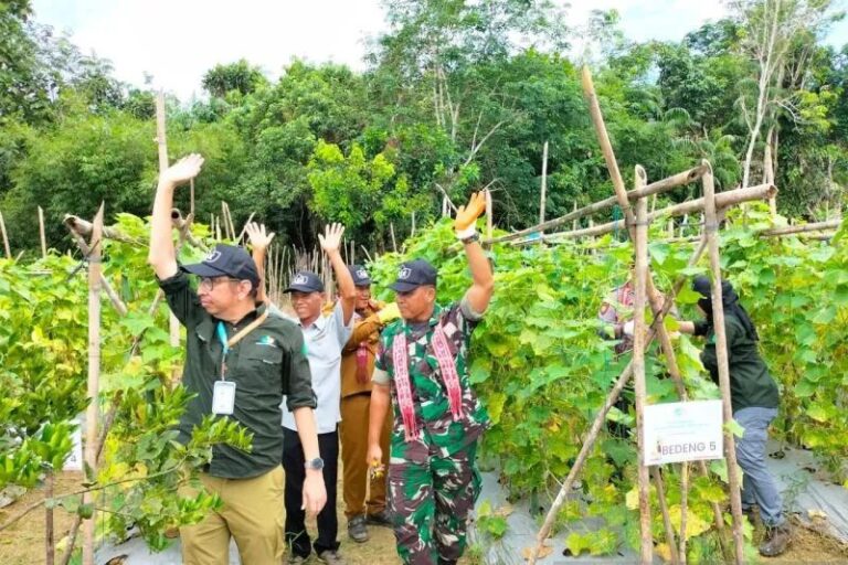 Panen bersama tanaman hasil dari pertanian tanpa bakar wilayah Kapuas Hulu, Kalimantan Barat.