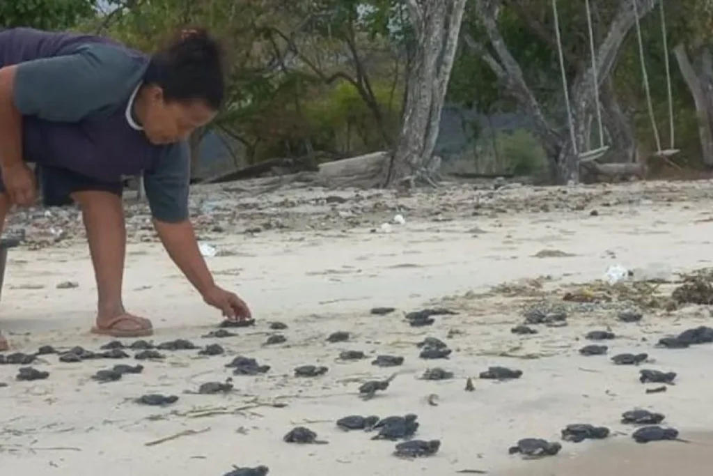 Kelompok Masyarakat Pengawas Jalur Gaza, Desa Sulengwaseng, Kabupaten Flores Timur, NTT kembali melepasliarkan 275 ekor anak tukik di pantai Kecamatan Solor Selatan. Sumber foto : AntaraNTT