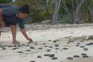 Kelompok Masyarakat Pengawas Jalur Gaza, Desa Sulengwaseng, Kabupaten Flores Timur, NTT kembali melepasliarkan 275 ekor anak tukik di pantai Kecamatan Solor Selatan. Sumber foto : AntaraNTT