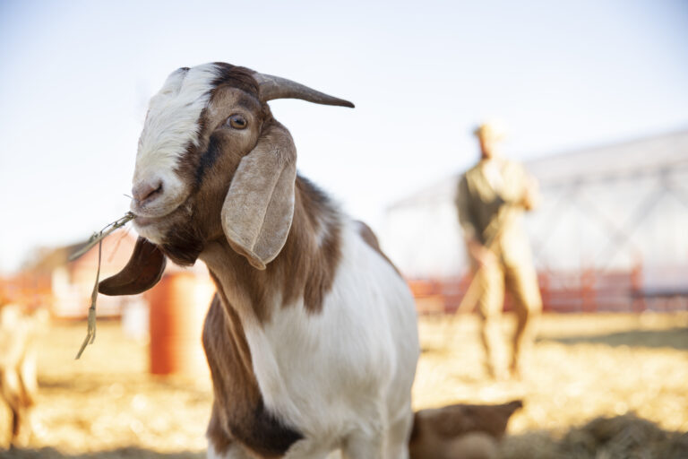 Ilustrasi kambing.