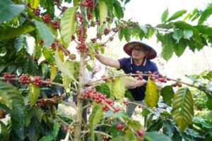 Panen kopi di Desa Bulukerto Kota Batu yang kini jadi unggulan baru. Sumber : jatimtimes.com