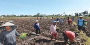 SUKARELA: Puluhan petani di Dusun Sambigede, Desa Ngebruk, Kecamatan Sumberpucung, Kabupaten Malang, menanam kopi Jumat lalu. Mereka bergotong-royong setiap ada warga yang membutuhkan bantuan tenaga. Sumber : darmono/radar kanjuruhan.