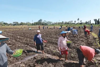 SUKARELA: Puluhan petani di Dusun Sambigede, Desa Ngebruk, Kecamatan Sumberpucung, Kabupaten Malang, menanam kopi Jumat lalu. Mereka bergotong-royong setiap ada warga yang membutuhkan bantuan tenaga. Sumber : darmono/radar kanjuruhan.
