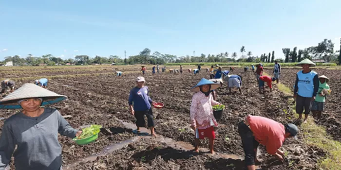 SUKARELA: Puluhan petani di Dusun Sambigede, Desa Ngebruk, Kecamatan Sumberpucung, Kabupaten Malang, menanam kopi Jumat lalu. Mereka bergotong-royong setiap ada warga yang membutuhkan bantuan tenaga. Sumber : darmono/radar kanjuruhan.