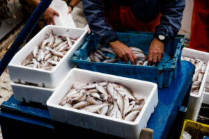 Nelayan sedang memilah Ikan. Sumber: Istock