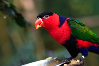 Burung Kasturi Kepala Hitam. Sumber: Istock